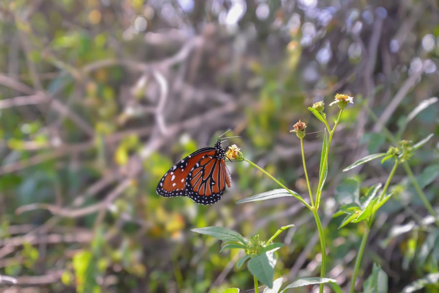 20181018_CeleryFields_09