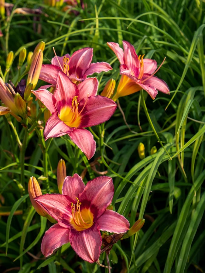 McGovern_Centennial_Gardens_Flowers_1