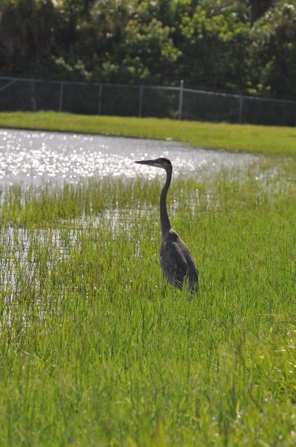 20190820_BeeRidgeWRFPond_574_SD