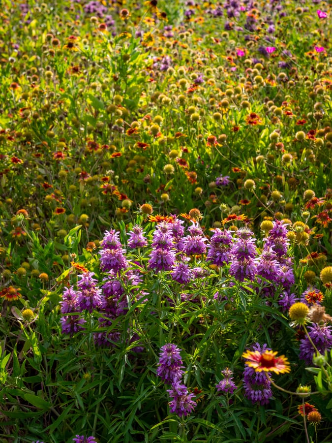 Buffalo_Bayou_Park_Flowers