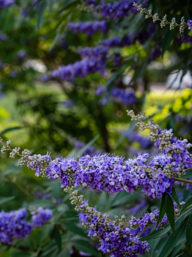 McGovern_Centennial_Gardens_Blossoms