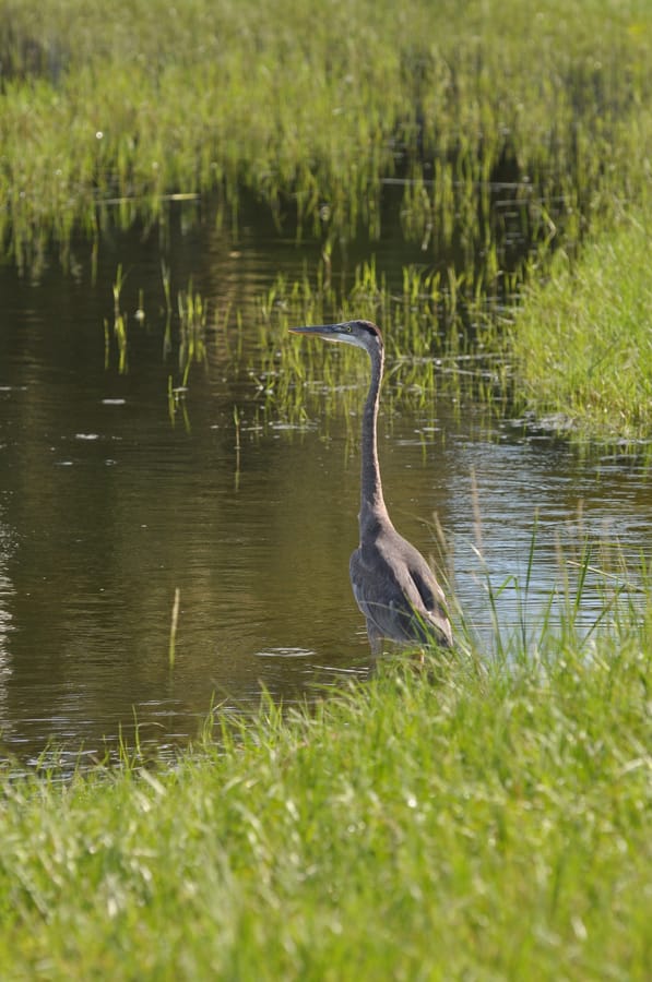 20190820_BeeRidgeWRFPond_334_SD