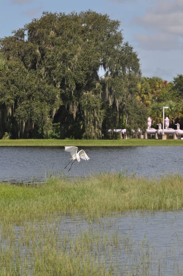 20190820_BeeRidgeWRFPond_548_SD