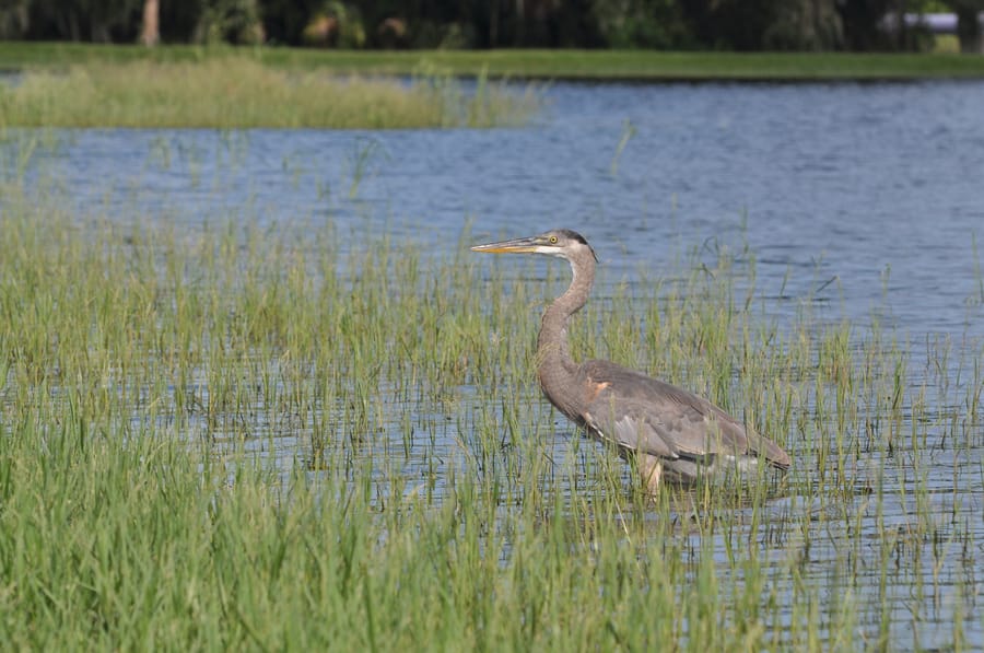 20190820_BeeRidgeWRFPond_410_SD