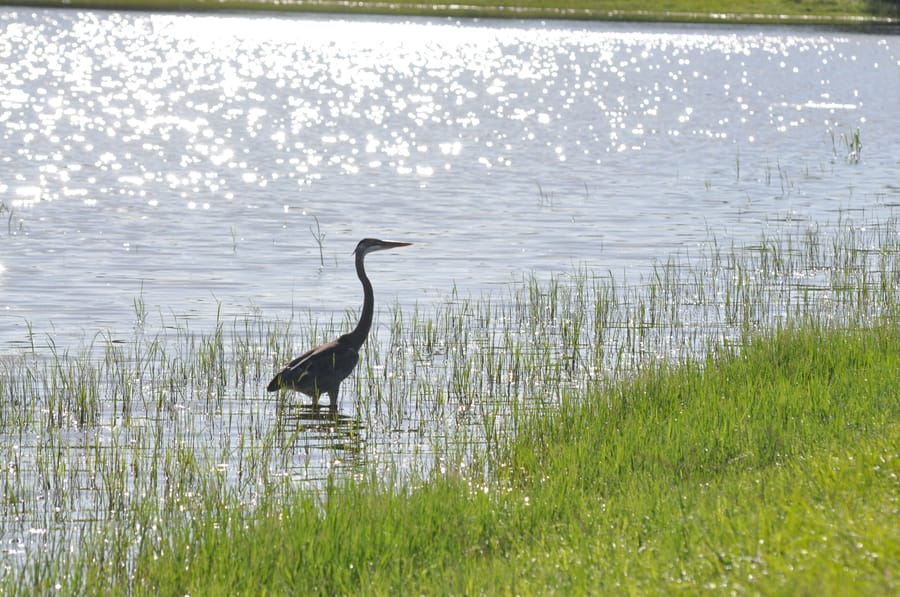 20190820_BeeRidgeWRFPond_151_SD