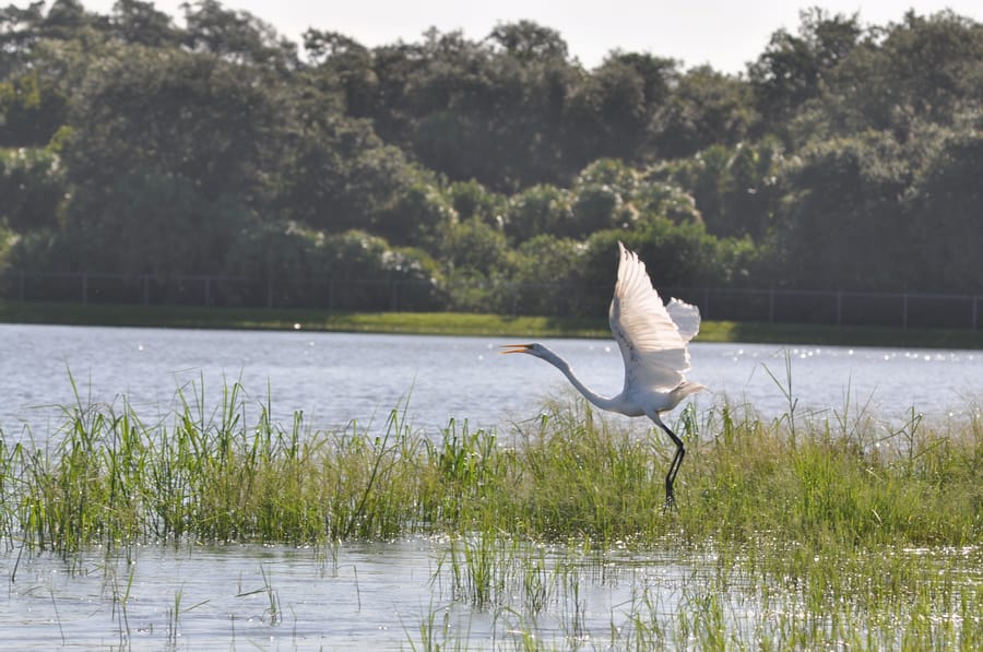 20190820_BeeRidgeWRFPond_115_SD