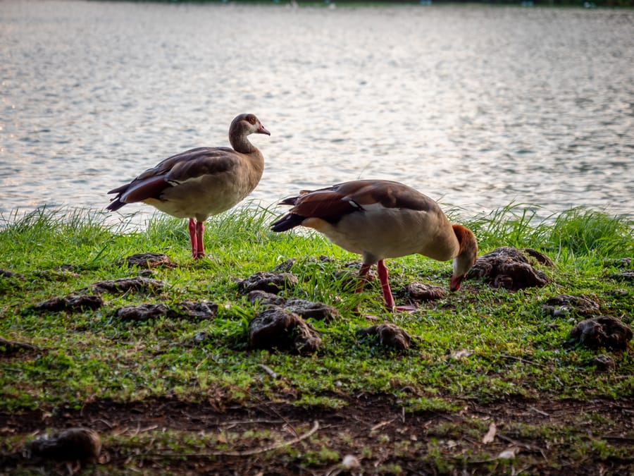 McGovern_Lake_Ducks_2