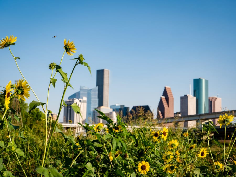 White_Oak_Bayou_Sunflowers_Skyline