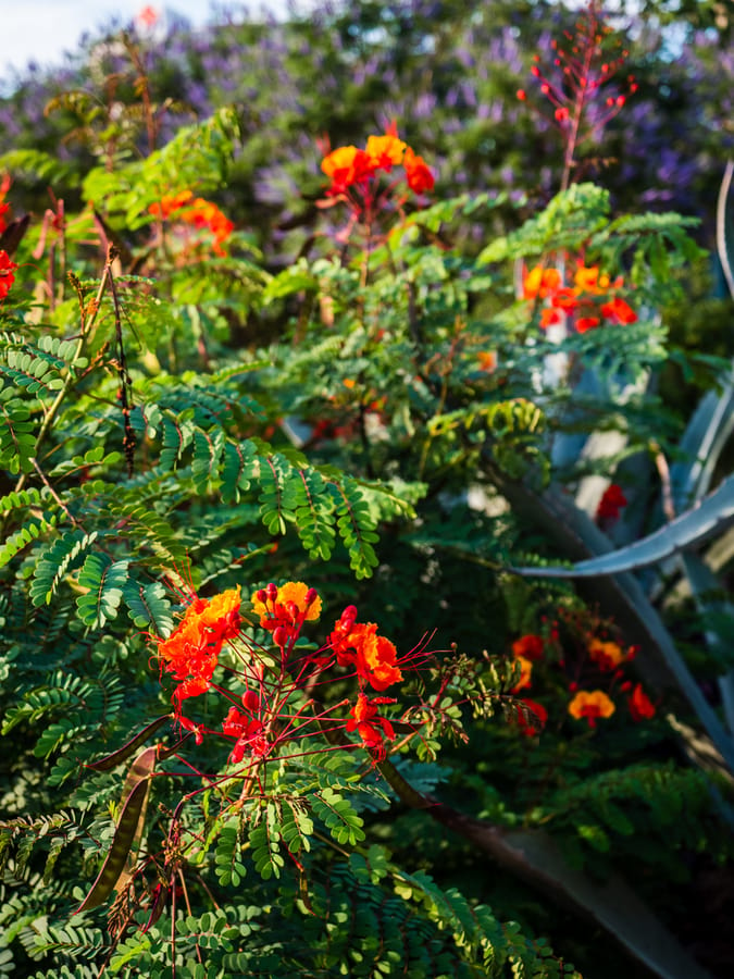 McGovern_Centennial_Gardens_Flowers_3