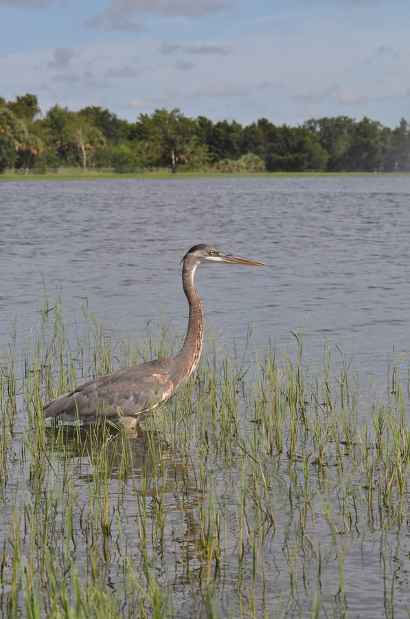 20190820_BeeRidgeWRFPond_480_SD