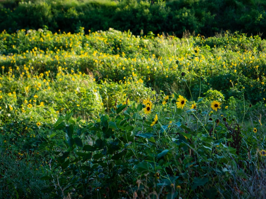 White_Oak_Bayou_Sunflowers_2