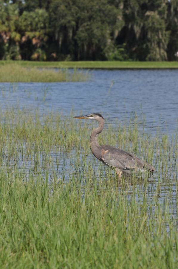 20190820_BeeRidgeWRFPond_416_SD