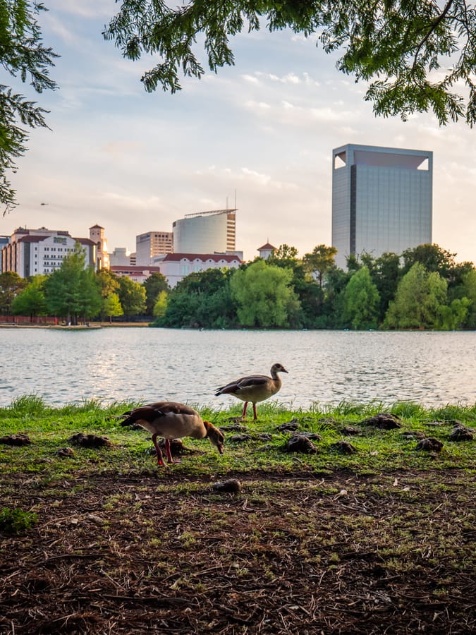 McGovern_Lake_Ducks_1