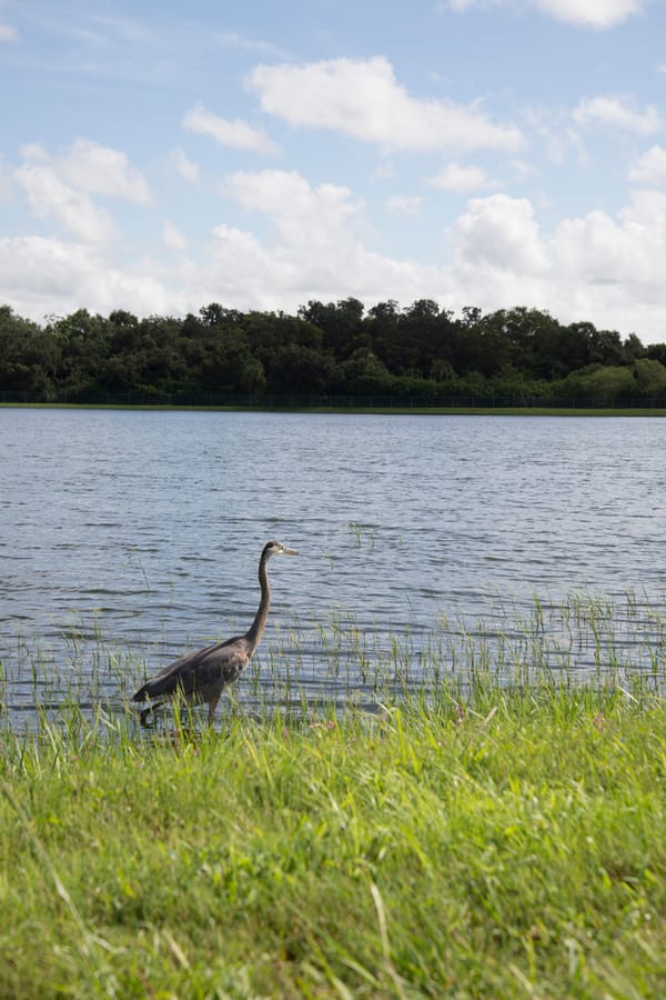 20190820_BeeRidgeWRFPond_902_SD
