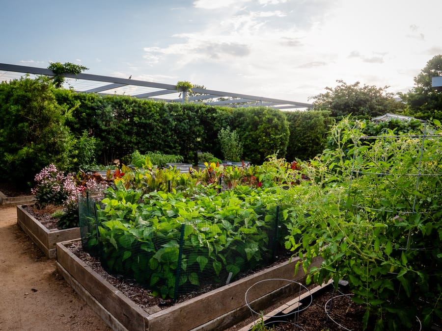 McGovern_Centennial_Gardens_Vegetable_Garden