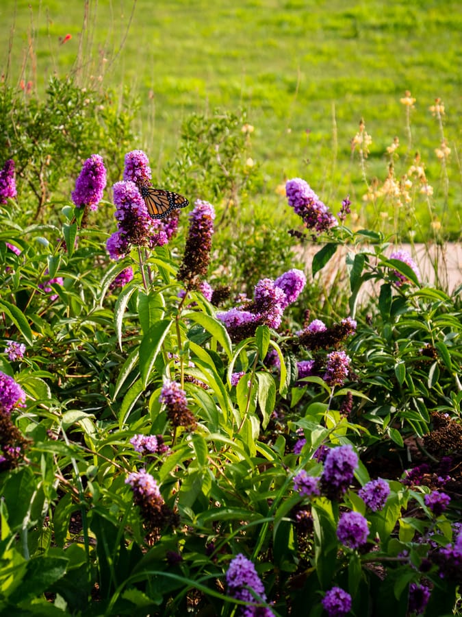 McGovern_Centennial_Gardens_Butterfly