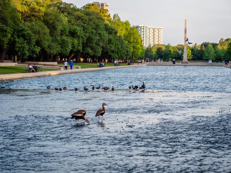 Hermann_Park_Reflection_Pool_Ducks