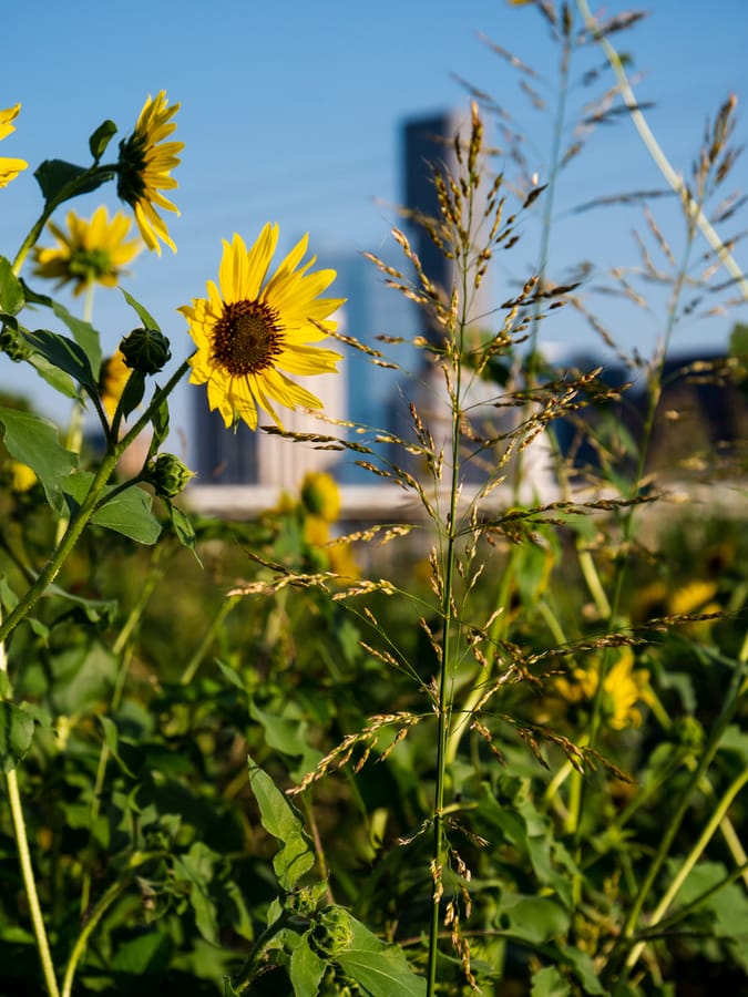 White_Oak_Bayou_Sunflowers_1