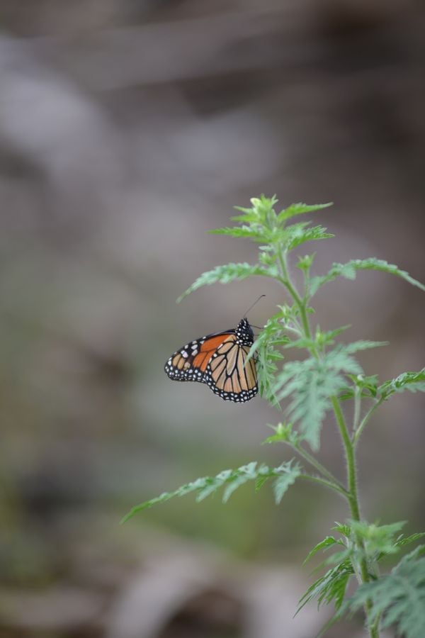 20170501_MyakaRiverButterfly_001_SD