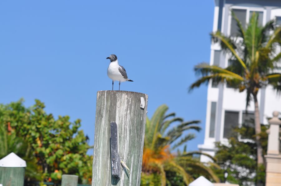 20190417_GullBayfront_185_SD