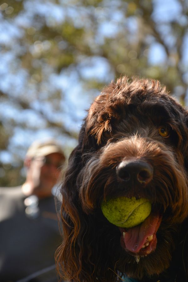 022422_BayStreetDogPark_259_SD