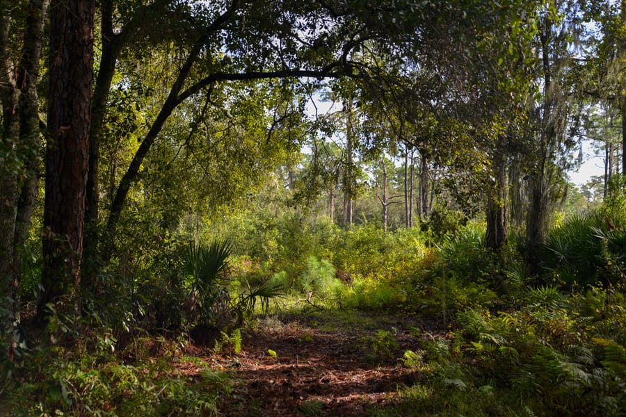 Project_20201027_OldMiakkaPreserve_049