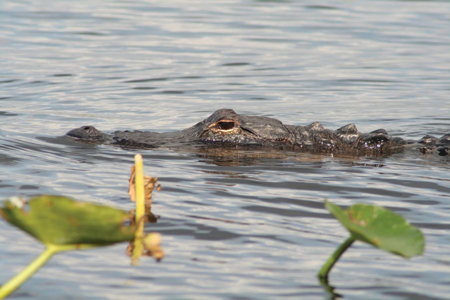 Gator in Myakka