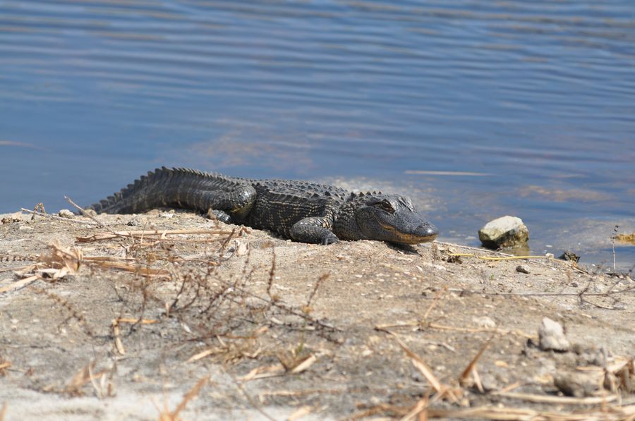 20200301_GatorLWR_663_SD