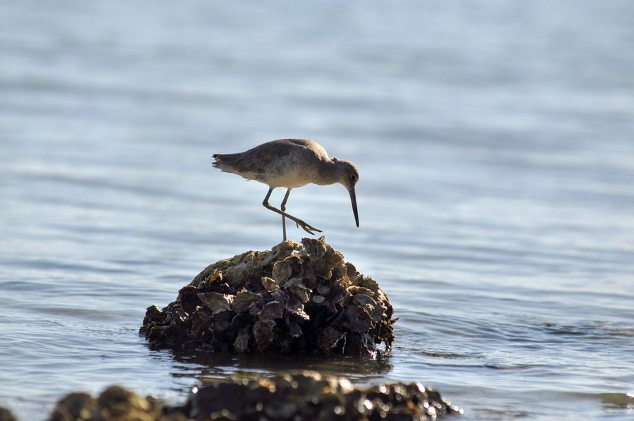 20220110_BayBird_01_SD
