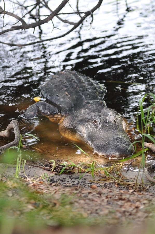 20190702_MyakkaStatePark_048_SD