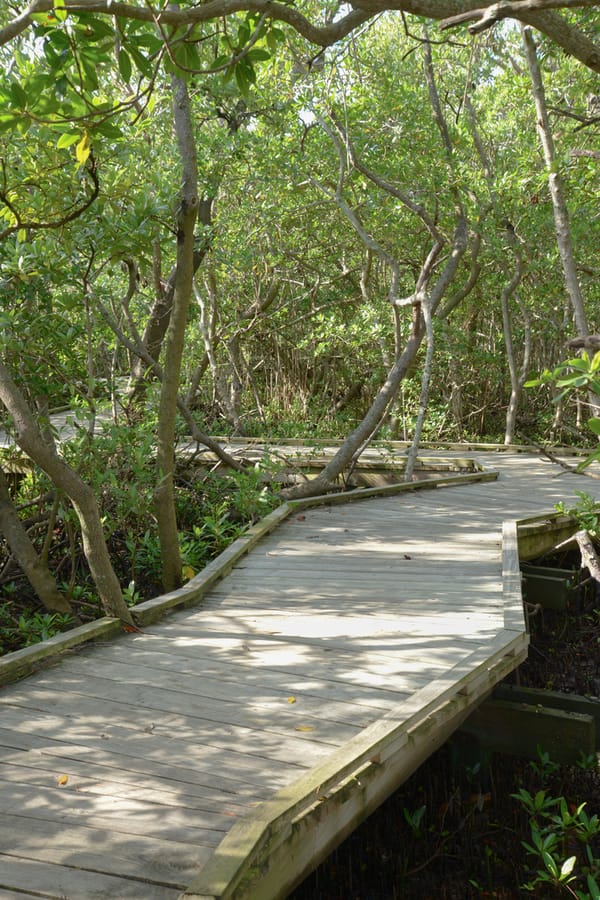 20171008_MangrovesKenThompsonPark_268_SD