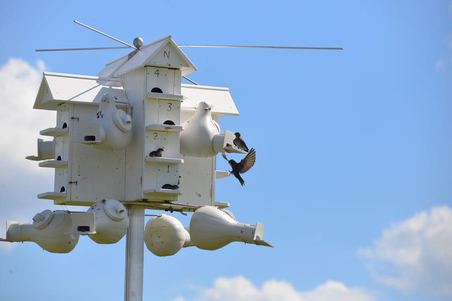 20190522_CeleryFields_Wildlife227_SD