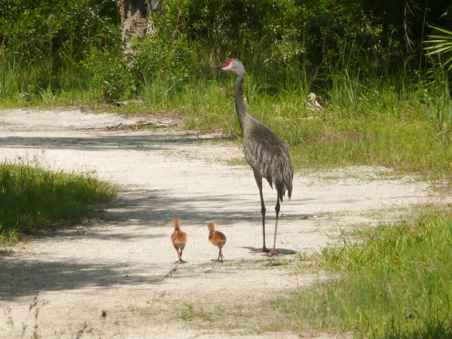 Sandhill Crane with 2 chicks