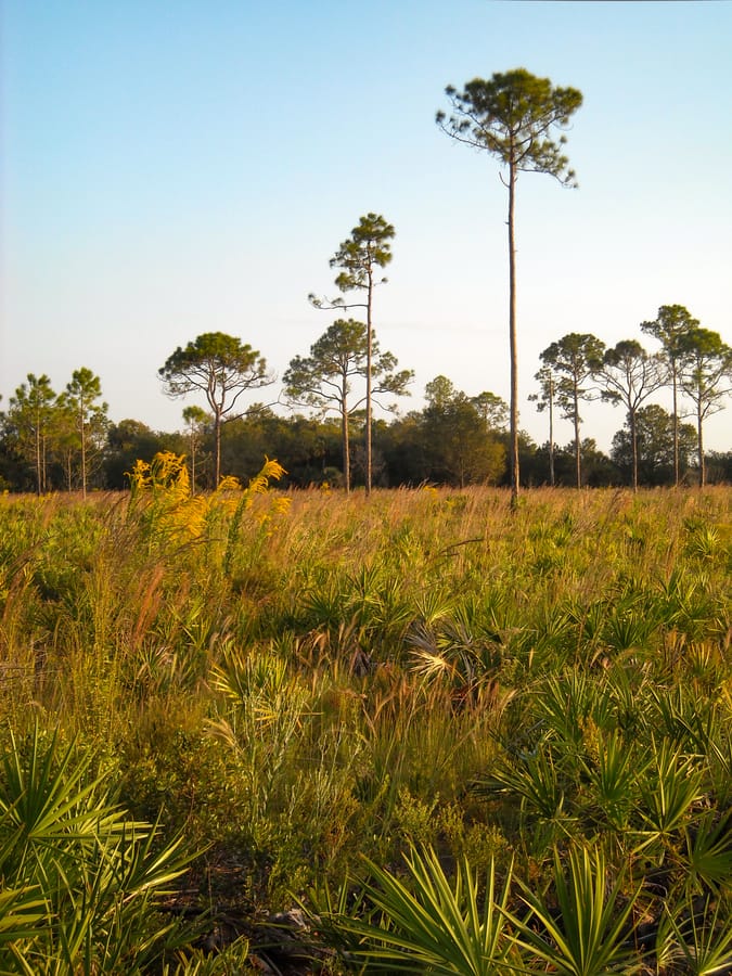 Pine Flatwoods 1 - Carlton Reserve