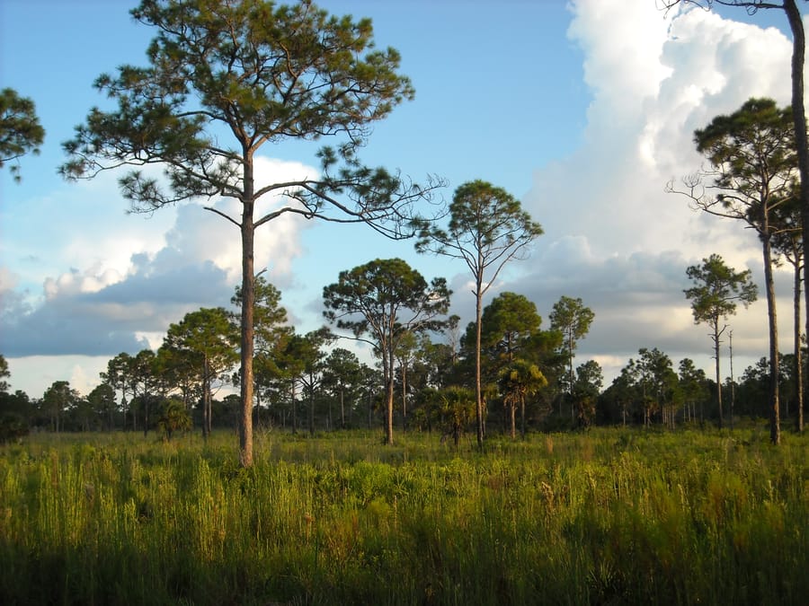 Pine Flatwoods 2 - Carlton Reserve