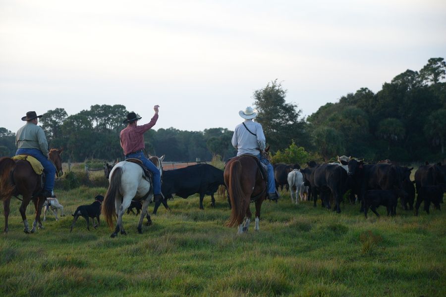 20161025_CattleWaltonRanch_0365_SD