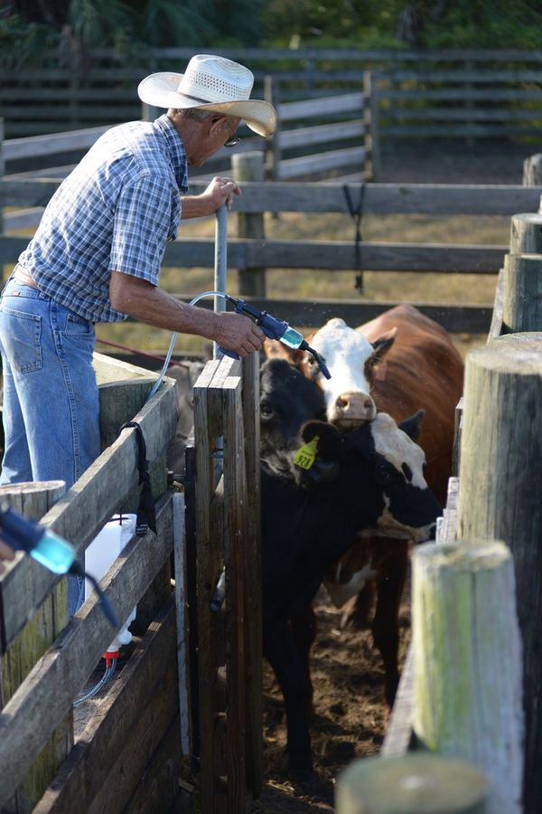 20161025_CattleWaltonRanch_1907_SD