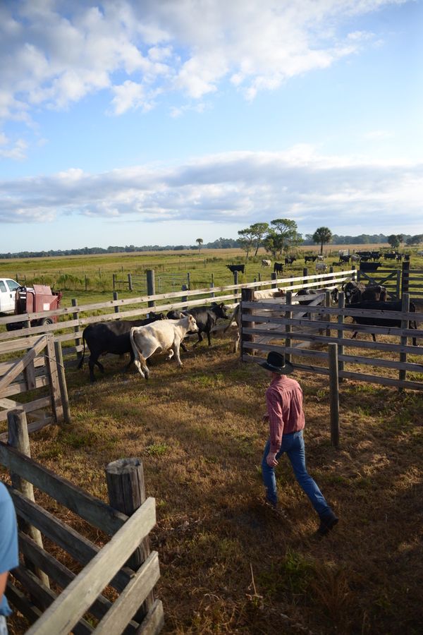 20161025_CattleWaltonRanch_1205_SD