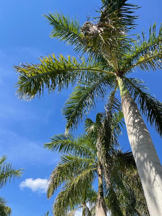 Downtown Bradenton Palms