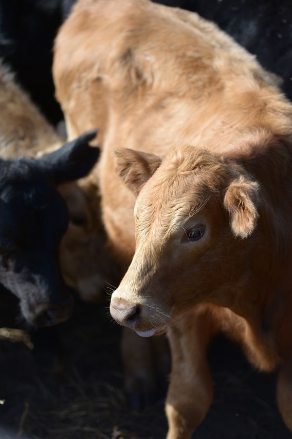 20161025_CattleWaltonRanch_2444_SD