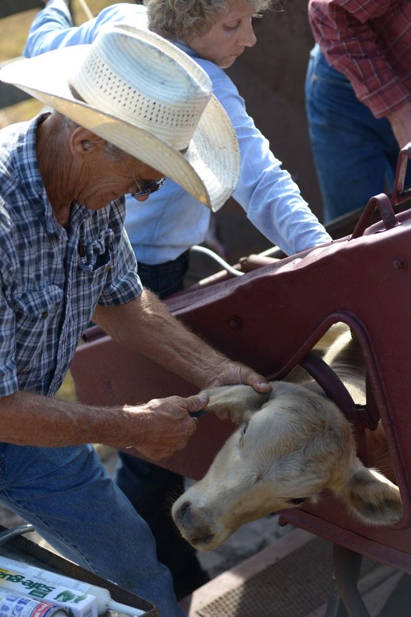 20161025_CattleWaltonRanch_2461_SD