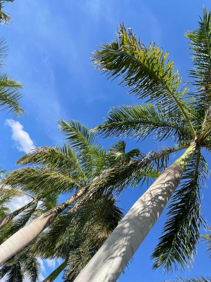 Downtown Bradenton Palms