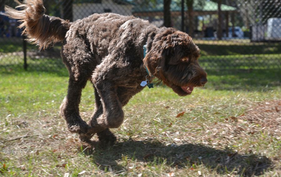 022422_BayStreetDogPark_147_SD