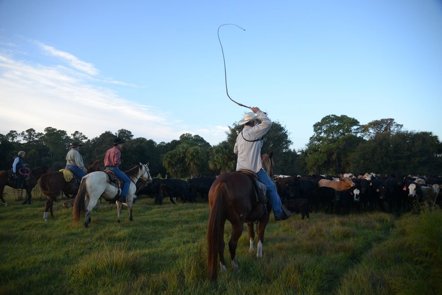 20161025_CattleWaltonRanch_0380_SD