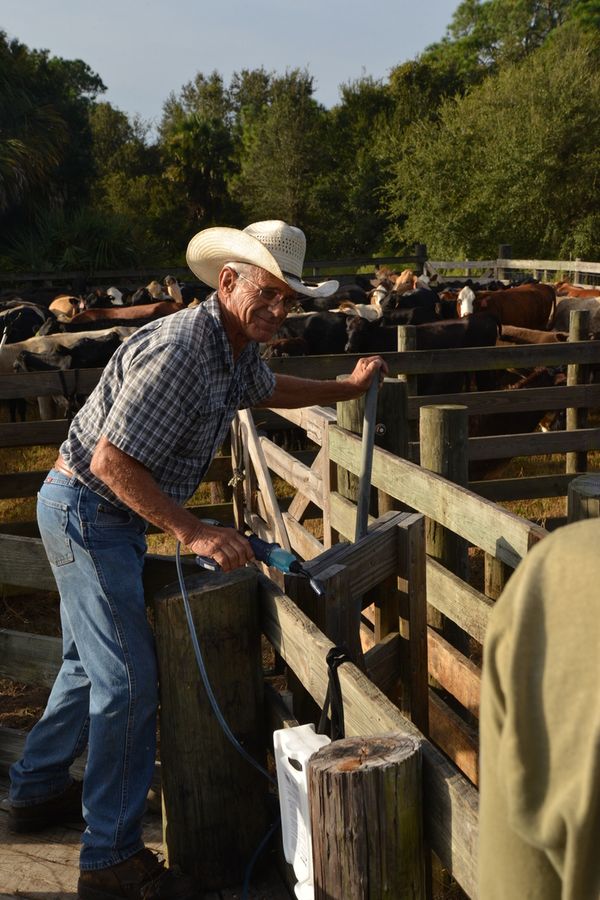 20161025_CattleWaltonRanch_1412_SD