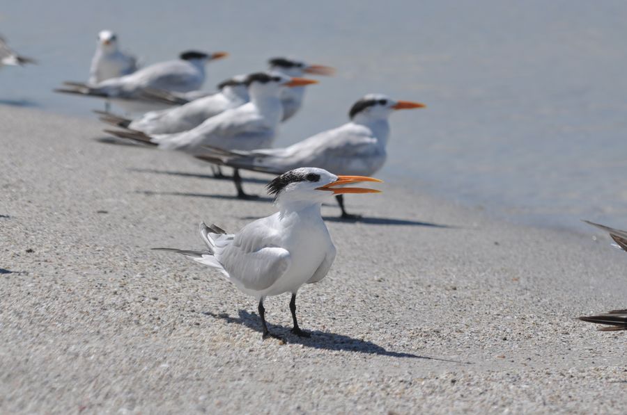 20220607_CrescentBeach_001_SD