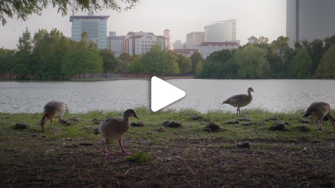 Hermann_Park_Ducks_1