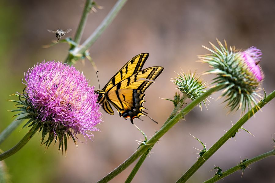 Hassayampa River Preserve_Credit An Pham