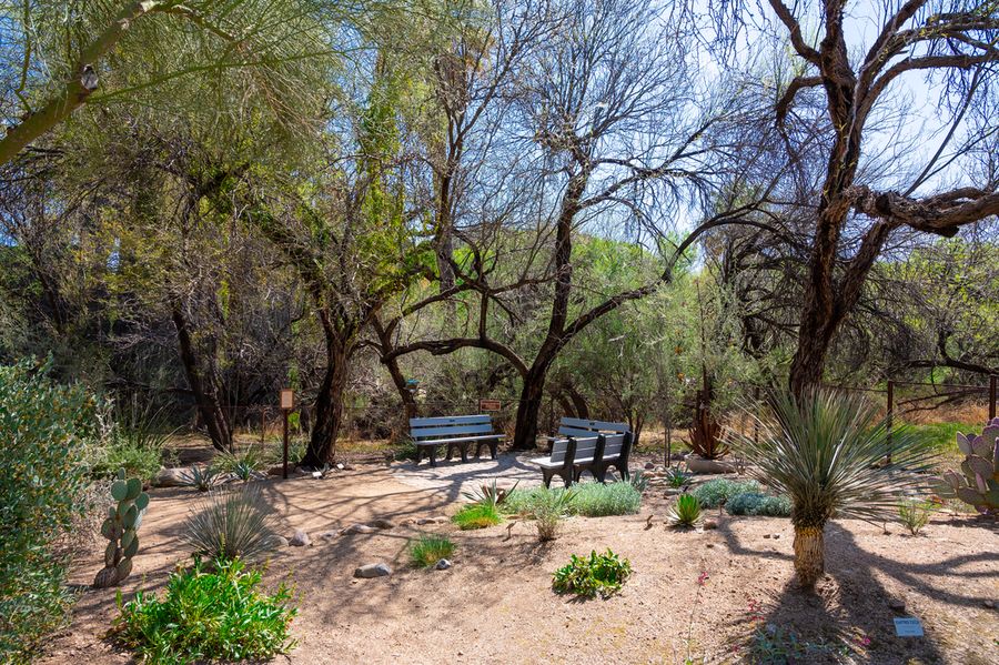 Hassayampa River Preserve_Credit An Pham