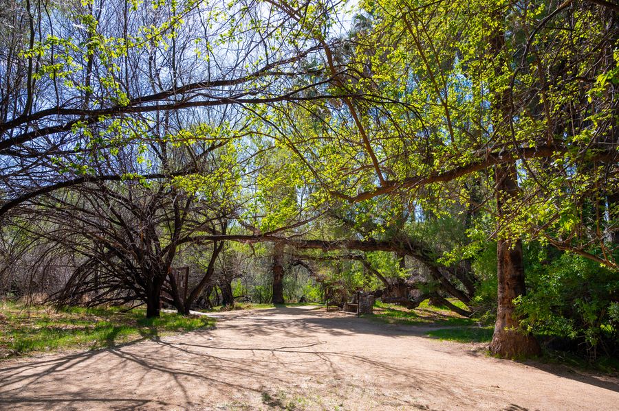 Hassayampa River Preserve_Credit An Pham